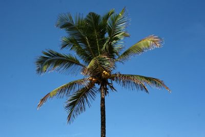 Low angle view of palm tree against clear blue sky