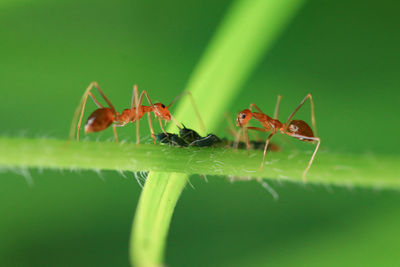 Close-up of ant on leaf
