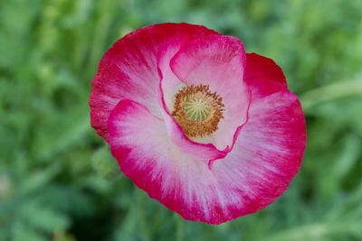 Close-up of pink flower blooming outdoors