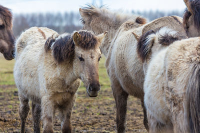 Horses standing in a field