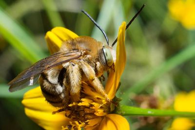 Close-up of bee pollinating on yellow flower