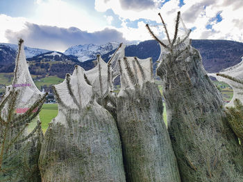 Panoramic shot of trees on field against sky