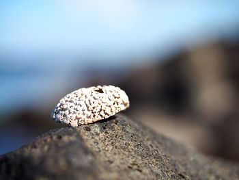 Close-up of rock on tree