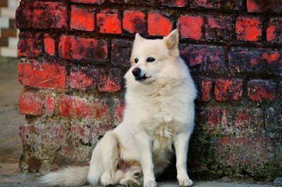 Portrait of a dog against wall