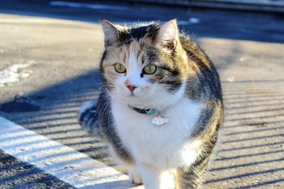 Close-up portrait of a cat