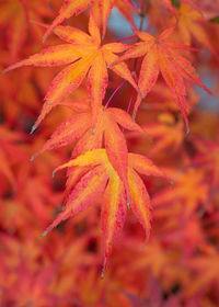 Close-up of red maple leaves