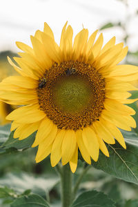 Close-up of insect on sunflower