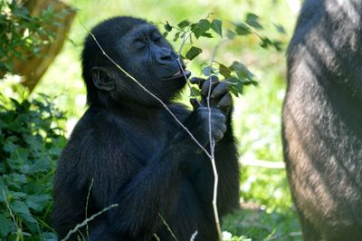 Monkey eating plant in forest