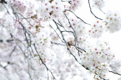 Low angle view of cherry blossom