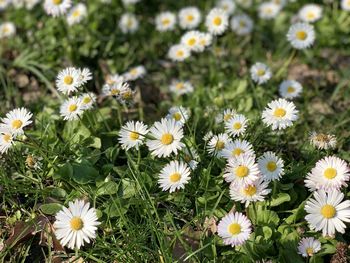 Close-up of white daisy flowers on field