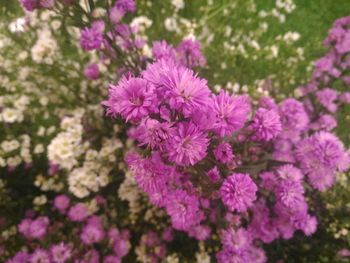 Close-up of purple flowers blooming outdoors