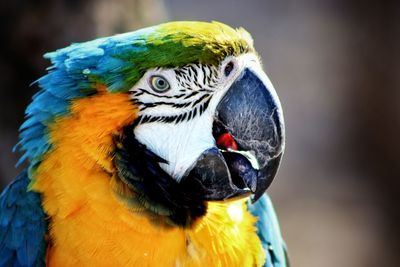 Close-up of gold and blue macaw