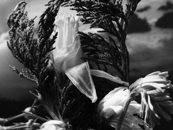 Close-up of plant against blurred background