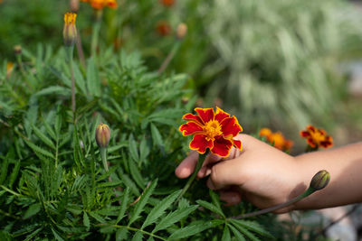 Close-up of hand holding flowering plant