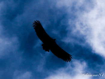 Low angle view of silhouette bird flying against sky