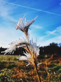 Close-up of frost on field against sky