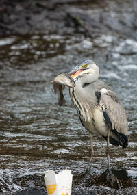 Close-up of bird in water