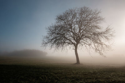 Bare tree on field in foggy weather