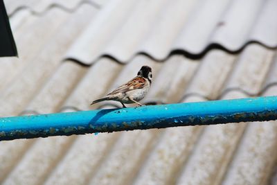 Close-up of bird perching on leaf