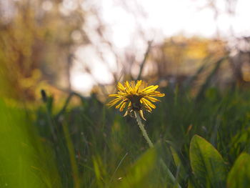 Close-up of yellow flowering plant on field