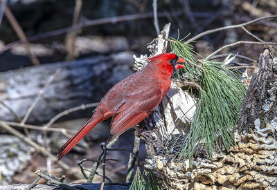 Close-up of a bird perching on branch