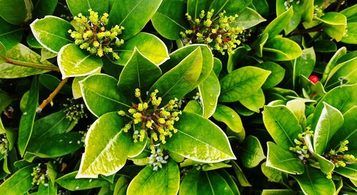 High angle view of flowering plant