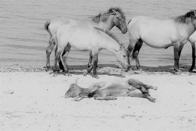 Horses on beach