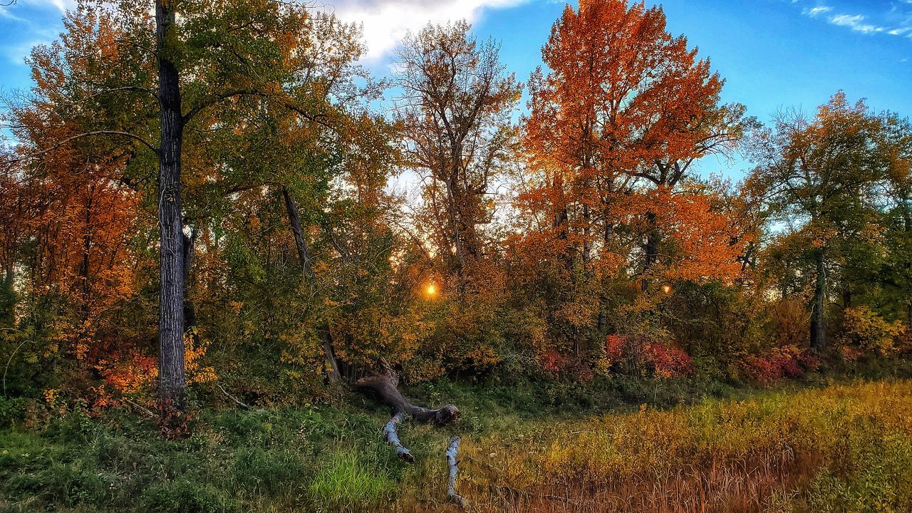 VIEW OF AUTUMN TREES IN FOREST