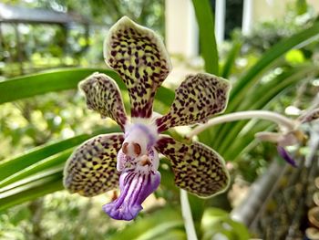 Close-up of purple flowering plant