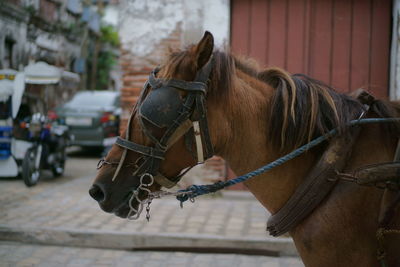 Side view of horse in city