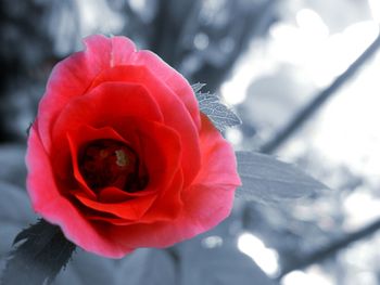 Close-up of red rose