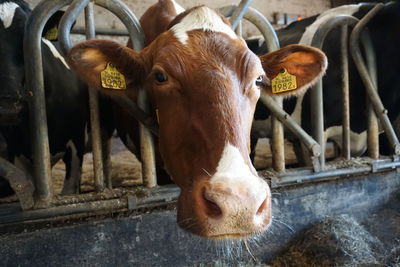 Portrait of cow