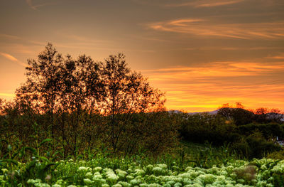 Trees on field against sky at sunset