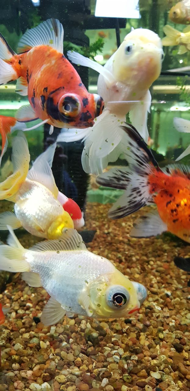 CLOSE-UP OF FISH UNDERWATER