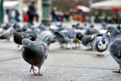 Close-up of pigeon perching on street