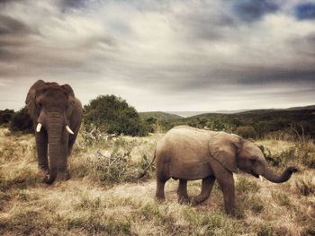 Scenic view of two elephants