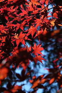 Close-up of maple leaves on branch