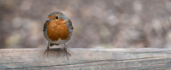 Close-up of bird perching on wood