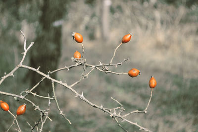 Close-up of rose hips growing on tree