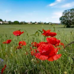 Close-up of red poppies on field against sky