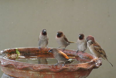 Close-up of ducks eating in water