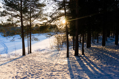 Trees in forest during winter