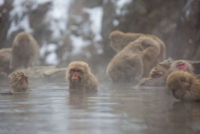 Japanese macaques relaxing in hot spring 