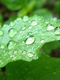 Close-up of raindrops on leaves