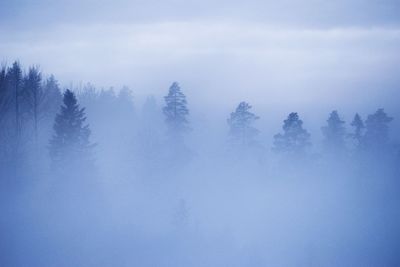 Trees against sky during foggy weather