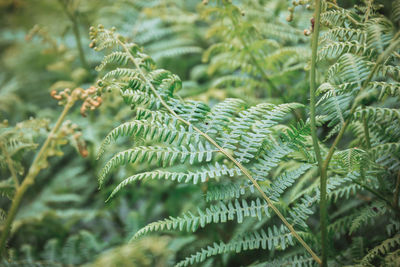 Close-up of fern leaves