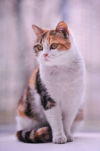 Close-up of tabby cat looking away