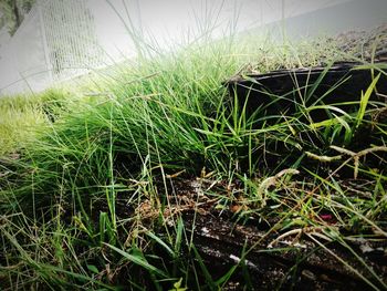 High angle view of grass on field