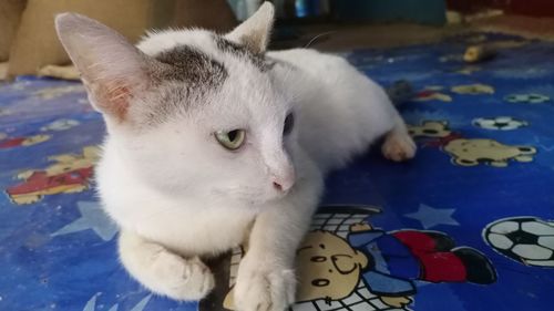 Close-up of a cat on bed