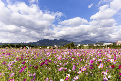 Purple flowering plants on field against sky